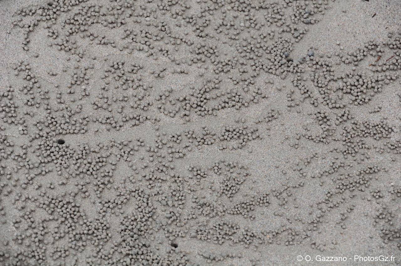Boules de sable faites par des crabes - plage de la forêt tropicale de Cairns